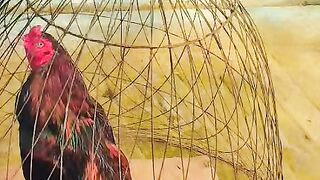 Aseel Bird