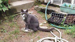 Cat cute video