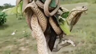 King Cobra video| very dangerous snake|
