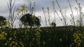 Wellcome Spring with  New hops, A song of dream start now