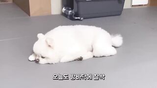 Cute dog