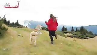 5 experience dogs