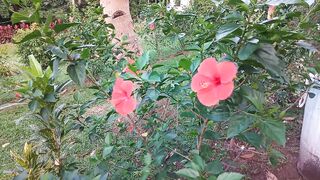 Beautiful Flower and evening time