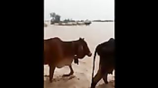 Cholistan rohi area rahim yar khan
