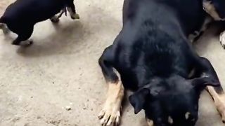 Puppy Vs chick ????????