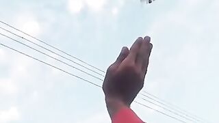 Pigeon