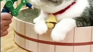 cats play toys