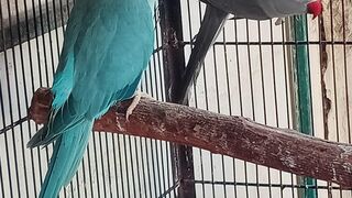 Raw parrot baby