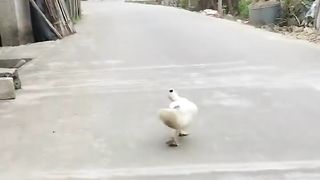 Top model catwalk full funny style