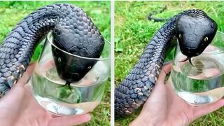 Animals That Asked People for Help & Kindness !