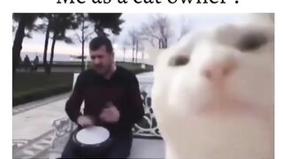 cat dance on this song is hillarious | #funny #cats #animal #trending #shorts #music