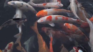 Fish beauty