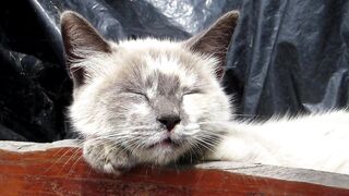 Cat sleep