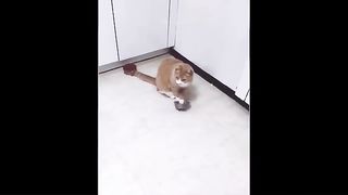Cat_funny_video