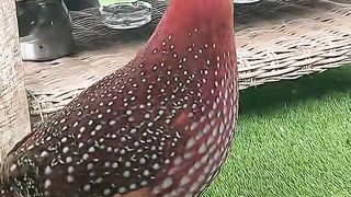very beautiful bird  #shorts