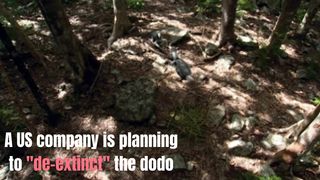 What If Dodo Birds Fight Back