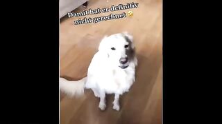Dog_and_cat_very_funny_video