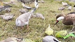 febspot viral video  #viral #ftshorts