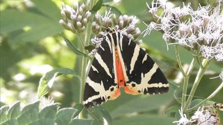 Butterflies and flowers] Relaxing and soothing ????