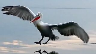 Viral video clip