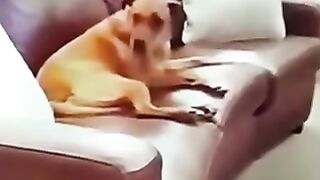 Cat try