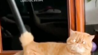 Funny cat