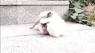 Funny dogs amazing