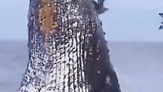 Huge body fish