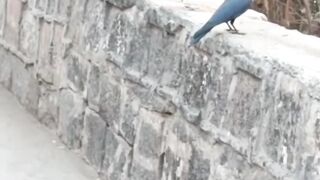 White crow