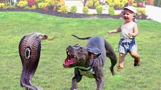 30 Hero Animals That Saved Human Lives !