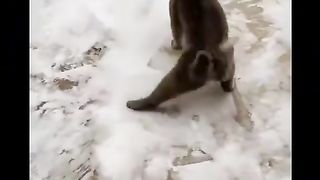 Коты