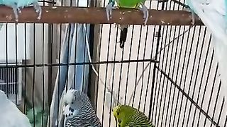 Beautiful birds
