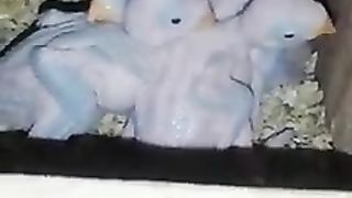 Ring nack parrot baby