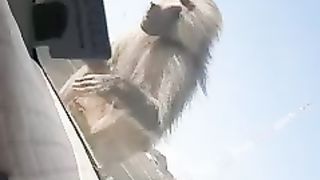 Monkey on the car