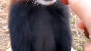 с-Малая-панда-кошачий-медведь_91.