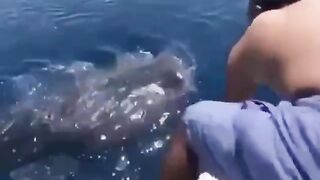 Man jumps on a whale shark for a quick ride