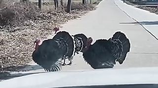 New Short Funny Video 2023