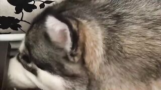 Dogs Doing Funny Things TikTok Compilation