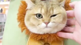 Cat's fan