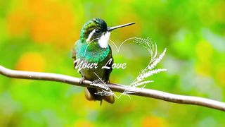 healing music for the heart and blood vessels ,Delicate music that calms the nervous system