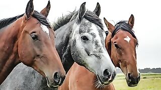 About Horses