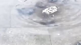naughty tortoise under water