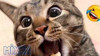 FUNNY VIDEO FROM CATS DOGS AND ANIMALS ???????? 2
