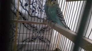 heavens' Birds
