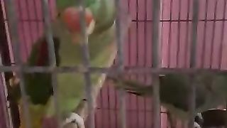 Beautiful Taking parrot