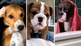 Funniest DOGS Videos on The Internet! ???? Most Viral DOGGOS! ????