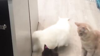 Crazy Funny Cats Video 2023