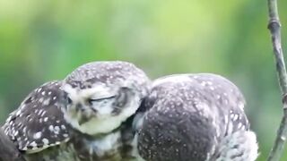 Beautiful spotted owlets