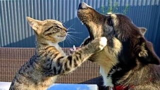 Can You Watch These Funny Pets Without Laughing? Try it ????????