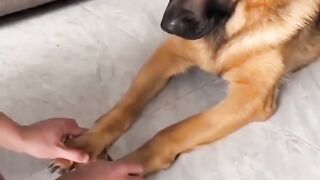 cachorro